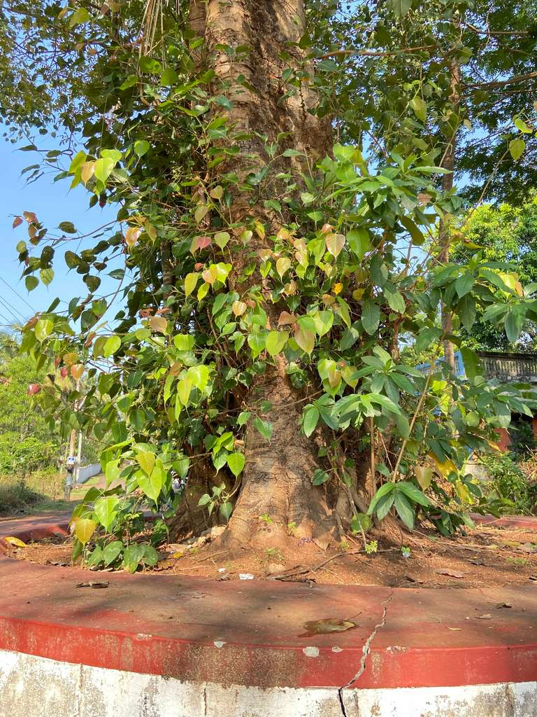 Kanimangalam Sastha Temple